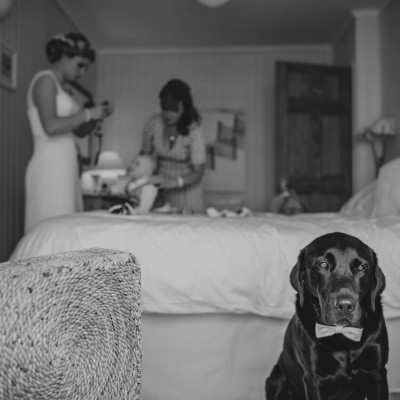 Dog ready for the wedding day at Lusty Glaze Beach in Cornwall