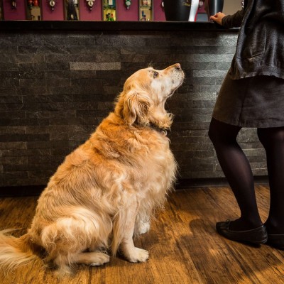 Dog friendly bar at the Carnmarth Hotel in Newquay, Cornwall