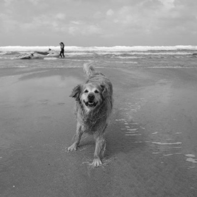 Dog playing on Fistral Beach in Newquay, Cornwall