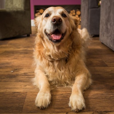 Dog friendly bar at the Carnmarth Hotel in Newquay, Cornwall