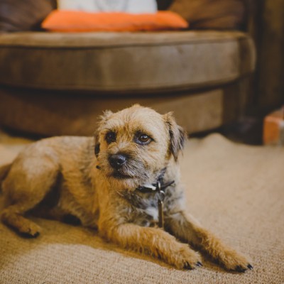 Lusty Glaze Beach Restaurant - Pawfect Stays