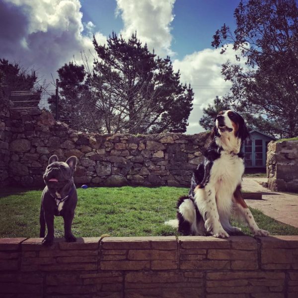 Doggy Day Care Cornwall - Pawfect Stays
