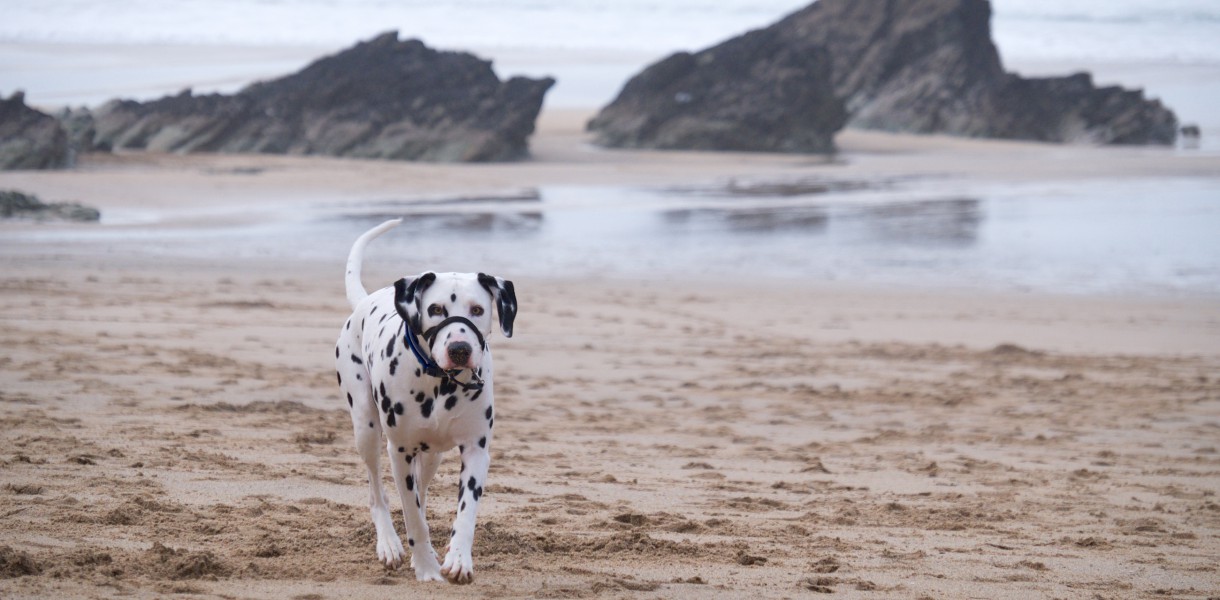 Lusty Glaze, a dog friendly beach in Cornwall