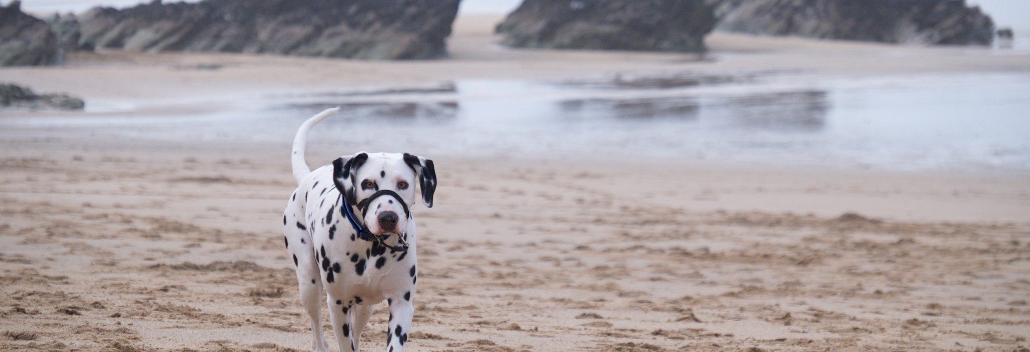 Lusty Glaze, a dog friendly beach in Cornwall