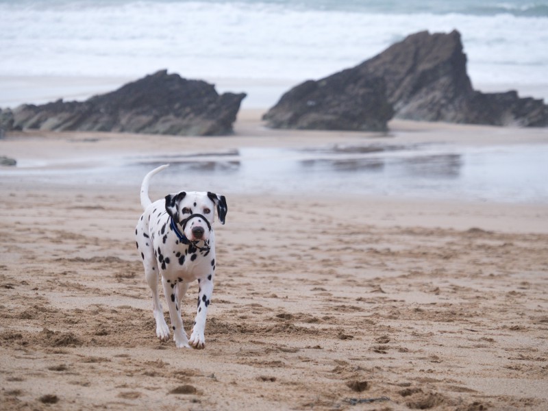Lusty Glaze, a dog friendly beach in Cornwall