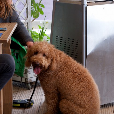 Lusty Glaze, a dog friendly restaurant in Cornwall