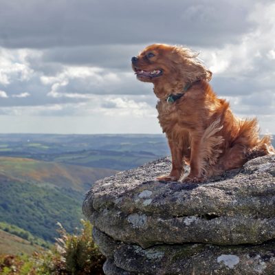 Toad Hall Cottages - Pawfect Stays