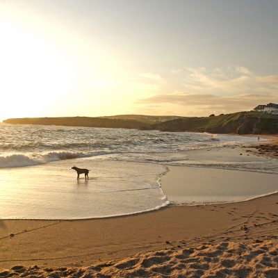 Toad Hall Cottages - Pawfect Stays
