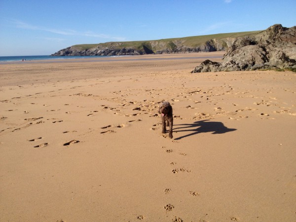 Dog friendly beaches in Cornwall