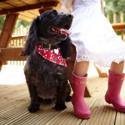 Dog friendly breaks with Forest Holidays