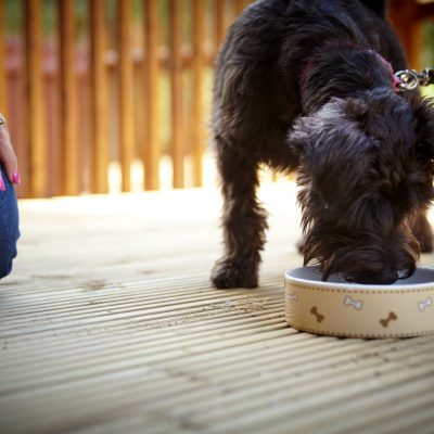 Dog friendly breaks with Forest Holidays