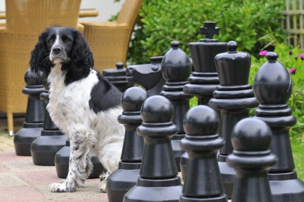 Dog playing chess at Hell Bay Hotel on Bryher