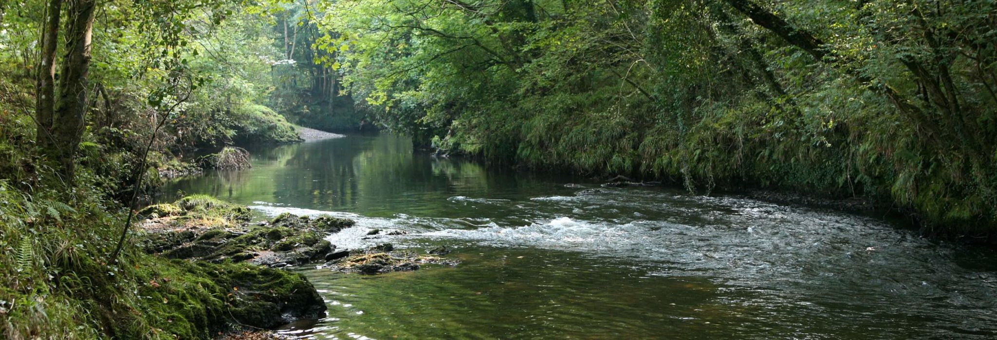 River Lyd - dog friendly walks in Devon