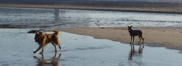 Cornish Riviera Holidays - dog friendly accommodation in St Ives