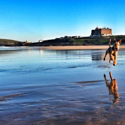 Dog running on Fistral Beach in front of The Headland