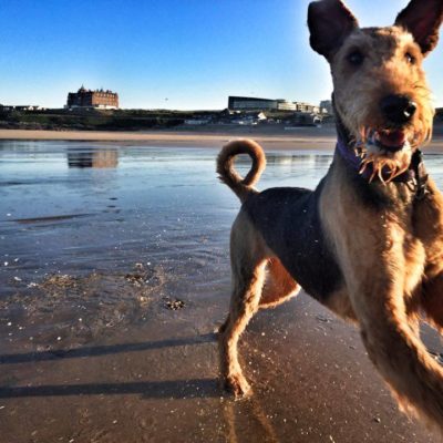Dog playing on Fistral Beach in front of The Headland Hotel