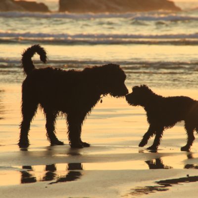 Mother and son - dogs playing on Perranporth Beach at sunset