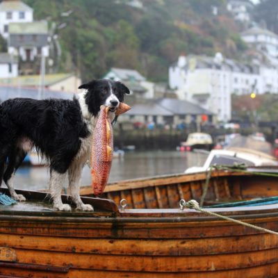Dog catching a fish on the boats at Polperro Harbour in Cornwall