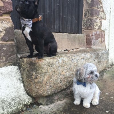 The Distinguished Dog Company