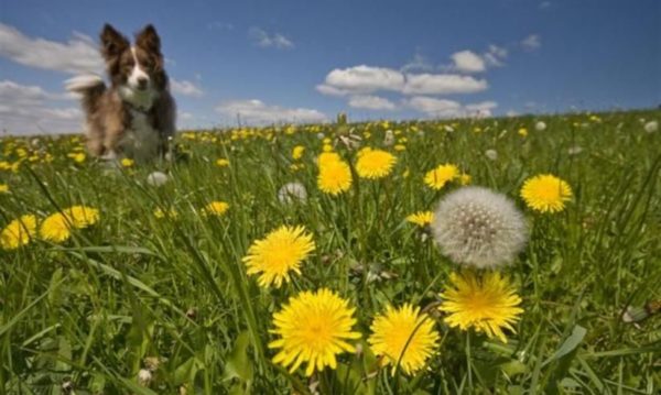 Dog friendly walks in South Devon