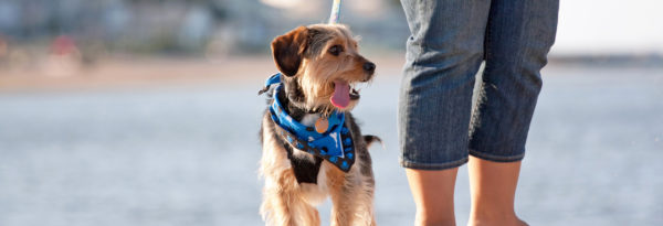 Helpful Holidays - dog friendly cottages in the South West
