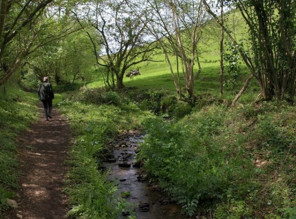 Loddiswell - dog friendly walks in Devon