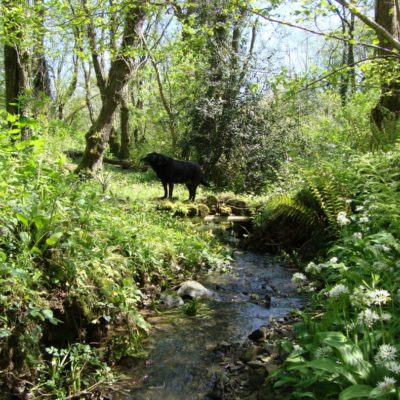 Lower Hearson Farm Cottages - dog friendly accommodation