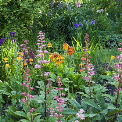 Summer flowers at Hidden Valley Gardens