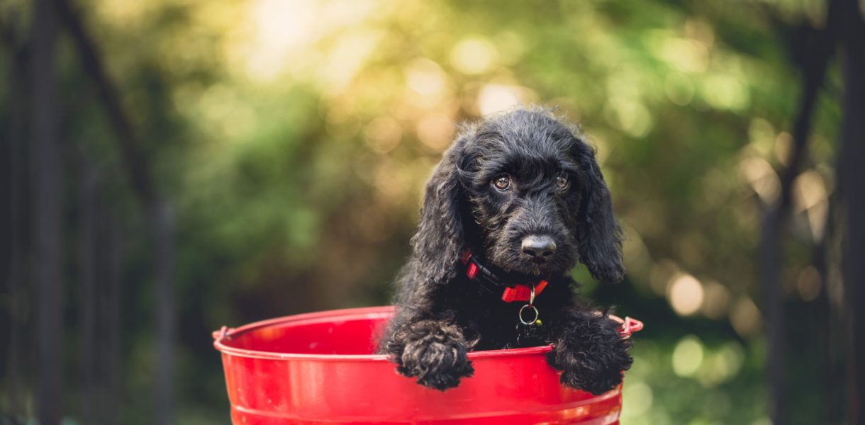 Puppy in a red bucket
