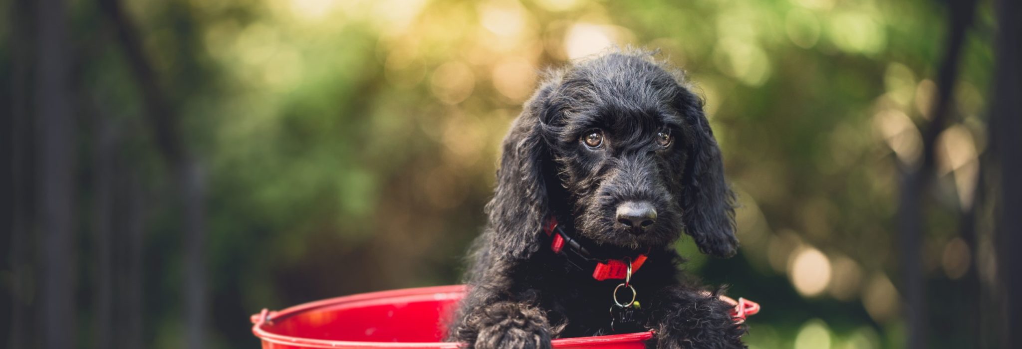 Puppy in a red bucket