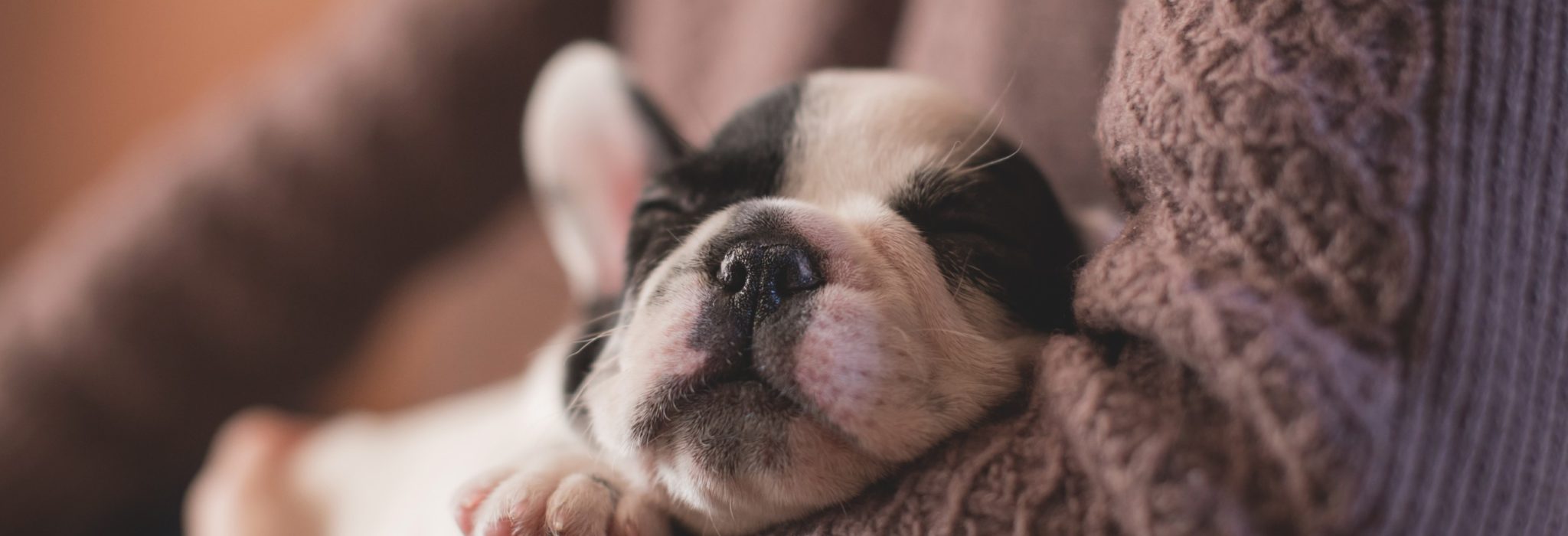 Puppy sleeping