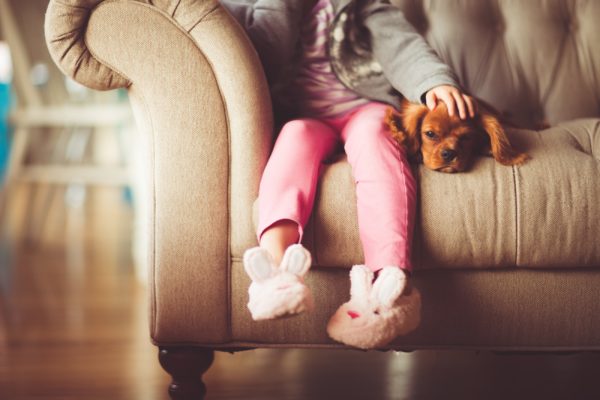 King Charles Cavalier puppy on sofa with little girl