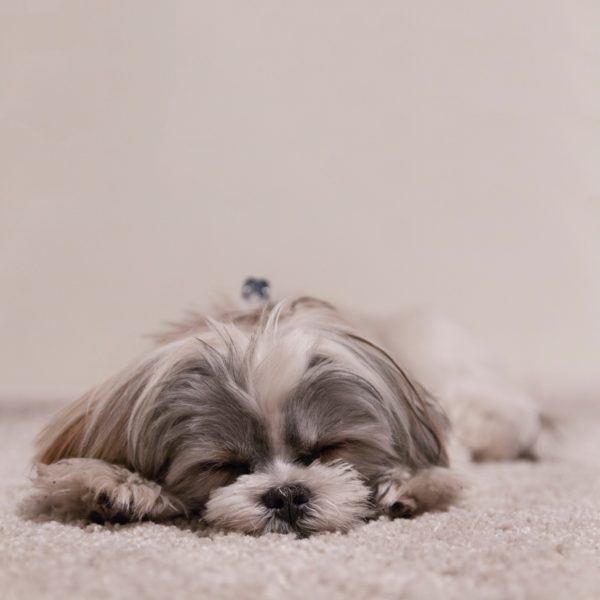 Little dog sleeping