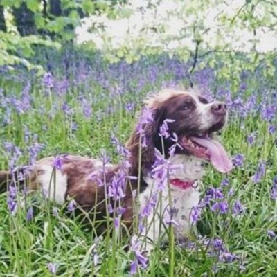 Dog playing in the woodland next to Greenwood Grange