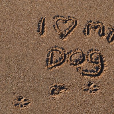 I love my dog written in the sand