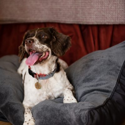 Dog friendly bedrooms at The Eastbury Hotel