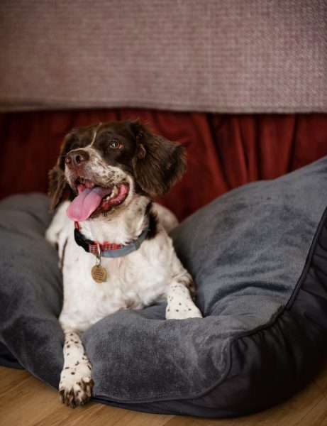 Dog friendly bedrooms at The Eastbury Hotel