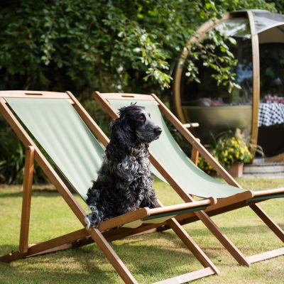 Dog sitting in a deck chair at The Eastbury Hotel