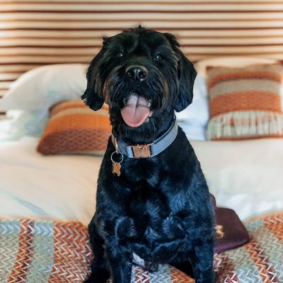 Dog friendly bedrooms at The Eastbury Hotel