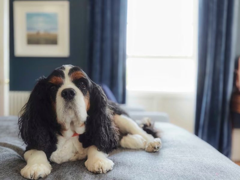 Cavalier King Charles spaniel relaxing on a bed at Dorset House, Lyme Regis