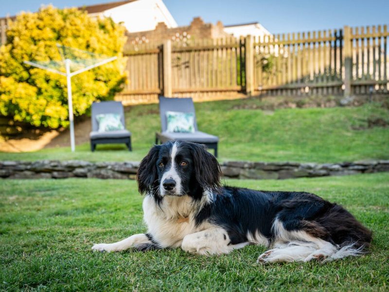 Border collie lying on the lawn at Trecane Beach House, Widemouth Bay