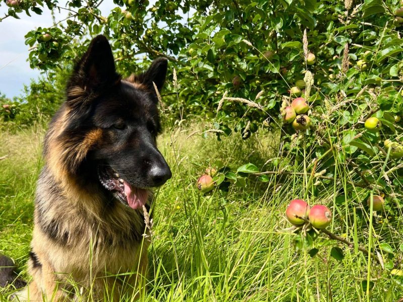 A German Shepherd sitting in the long grass under apple trees in the orchard at dog-friendly Cocklebury Farm