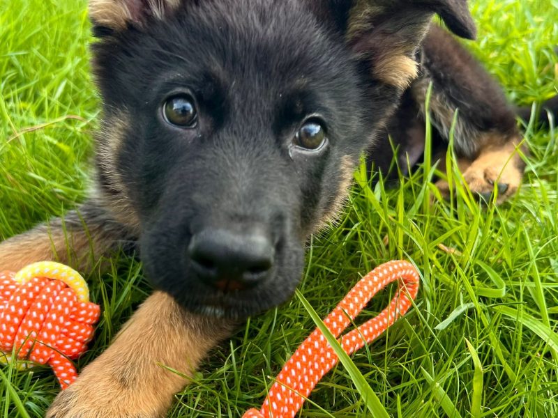 A German Shepherd puppy lying in the grass with an orange rope toy at Cocklebury Farm