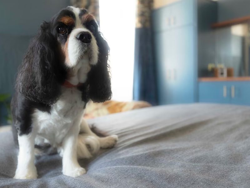 Spaniel stretched out on the bed in a guest room at Dorset House, Lyme Regis