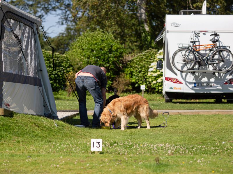 Dogs settling in on a caravan pitch at Heligan Caravan and Camping Park