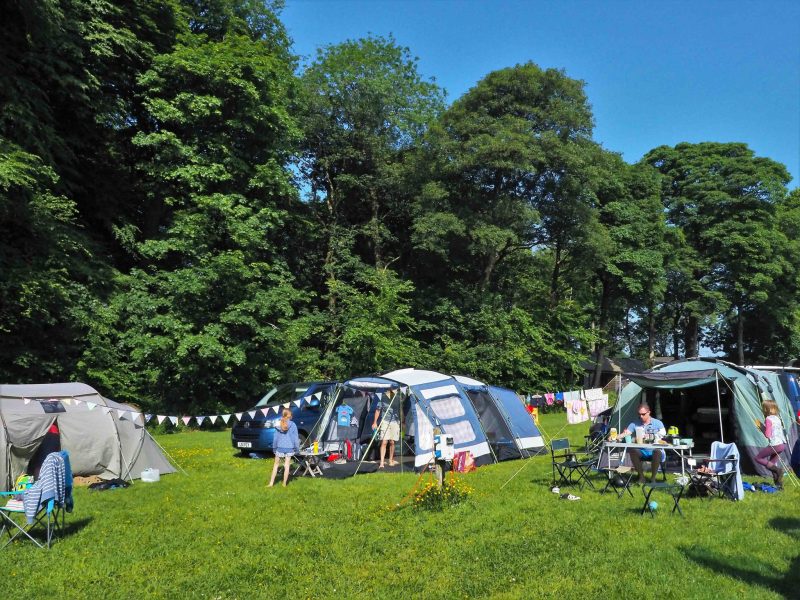 Tents pitched under the trees at Trewan Hall campsite